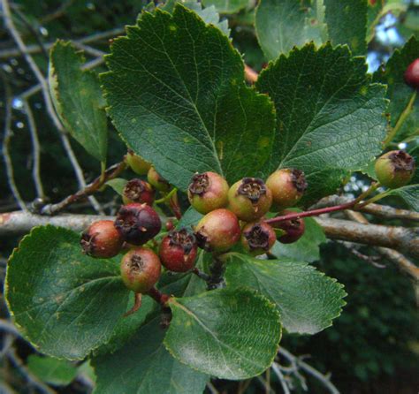 Shrub Identification Crataegus Douglasii