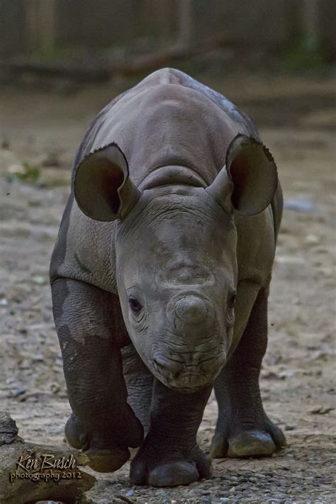 Baby Rhino By Keny Busch 500px Baby Rhino Animals Wild Rhino