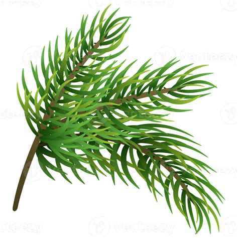 Fir Tree Branch Christmas Pine Tree 12995595 Png