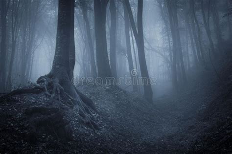 Night In A Mysterious Forest Night In A Dark Forest With Fog And Black