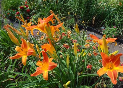 Photo Of The Entire Plant Of Daylily Hemerocallis Orange Vols