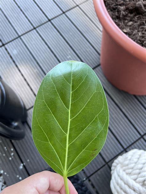 What Are These Spots On My Ficus Audrey Leaves Rhouseplants
