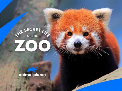 Animal Planet Cancelled Shows 2022, Animal Planet Renewed Shows 2022/