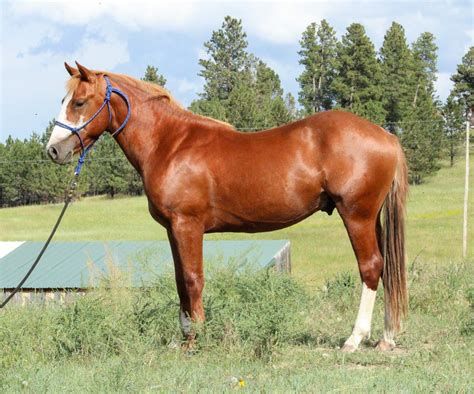 2020 Stallion By Yellow Roan Of Texas