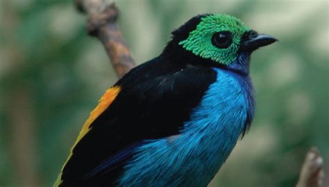 นก 8 สายพันธุ์ หาชมยากและสวยที่สุดในโลก
