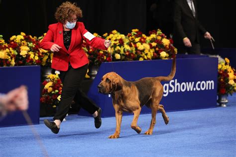 Gaze Upon These Good Dogs At The 2020 National Dog Show Culture