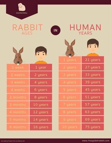 There is hedgehog in the yard. How old is your pet rabbit? | Rabbit Rescue Sanctuary