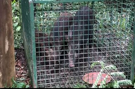 Singapore 2 Wild Boars 3 Piglets Trapped In Cage Off Sime Rd Acres