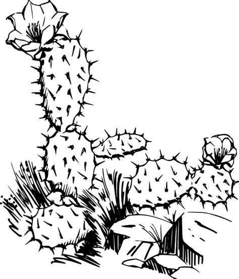 Set hand drawn black and white cactus vector. Cactus Clip Art at Clker.com - vector clip art online ...