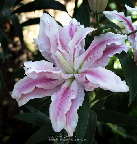 Lovely Lilies Beautiful Flower Pictures Blog