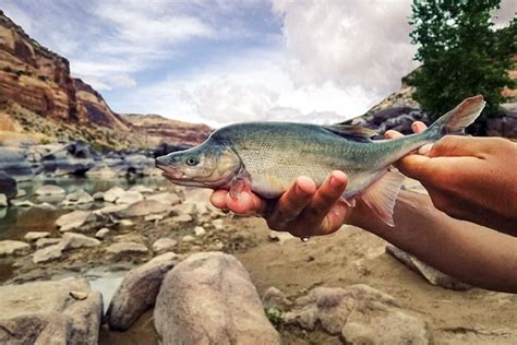 The Colorado Rivers Humpback Chub Takes A Step Back From Extinction