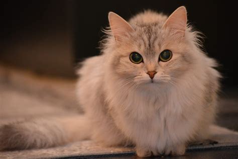 The Cutest Cat Breeds Cats You Ll Definitely Want To Snuggle