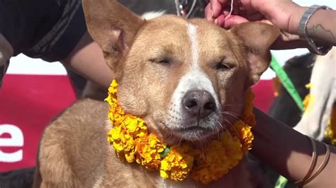Festival Of The Dogs Celebrated In Nepal Hindu Press International