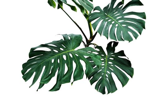 Dark Green Leaves Of Monstera Plant Or Split-leaf Philodendron Monstera Deliciosa The Tropical ...