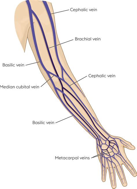 Forearm Veins Diagram
