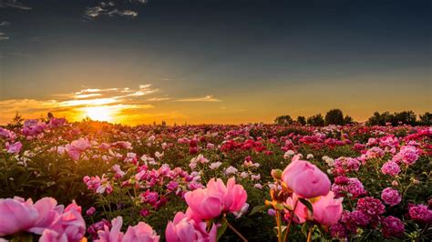 Dark Light Pink Rose Field With Leaves During Sunset Hd