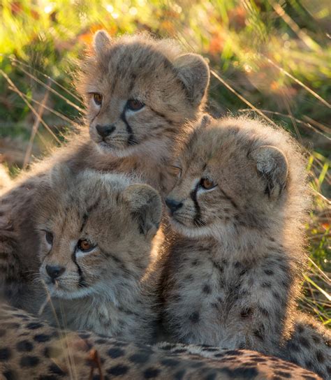 Cheetah Cubs Wildlife Shots