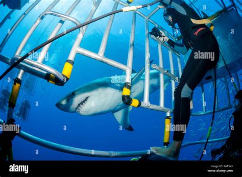 Scuba Divers In Shark Cage With White Shark Hi Res Stock Photography