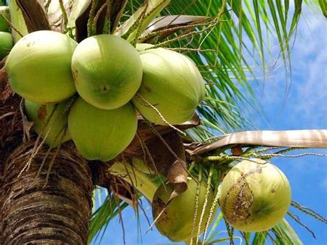 Why Coconut Is A Miracle Fruit