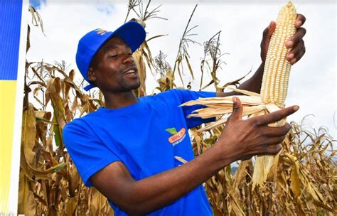 Malawi Farmers Advised To Plant Dekalb Maize Seeds For Better Yields