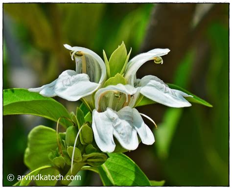 Arvind Katoch Photography Beautiful White Flower In The Kandi Forest