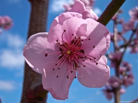 Peach Flower