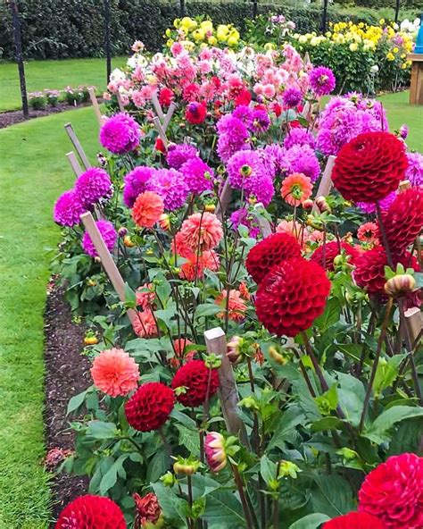 Private Newport On Instagram “every Shade Of Dahlias Planted In A