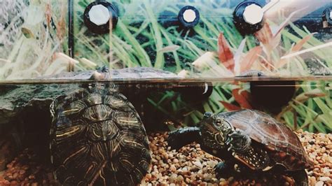 What Do Pet Turtles Eat Five Things To Know Before You Bring Home A