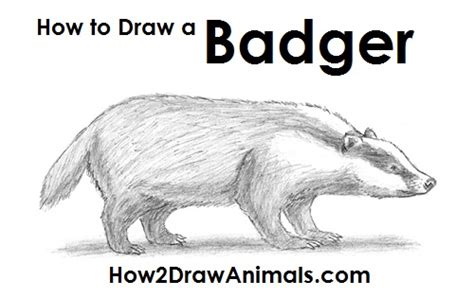 Https://tommynaija.com/draw/how To Draw A Badger W