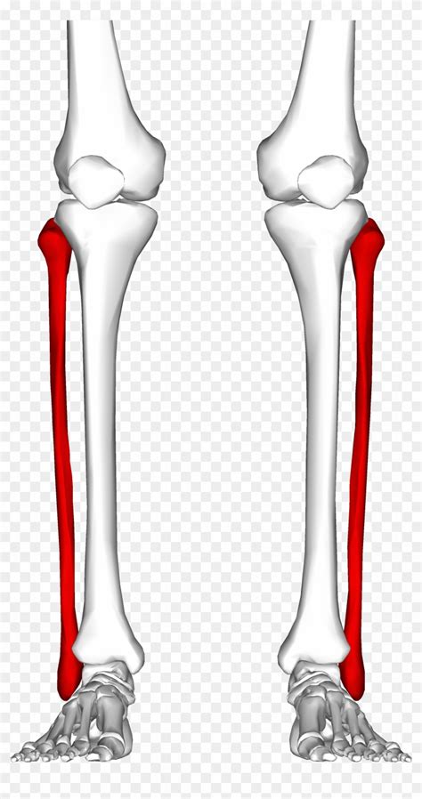 Download Figure 1 Where The Fibula Is Located In Humans Fibula 