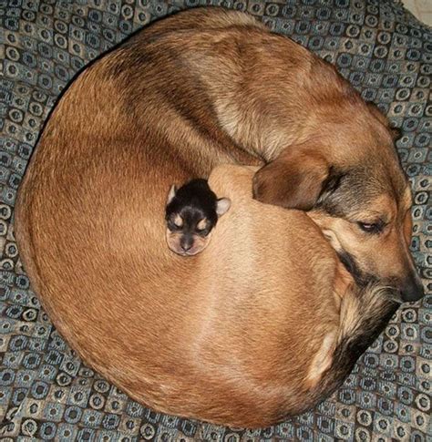 40 Cute Pictures Of Animals Sleeping On Each Other
