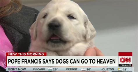 Funny And Cute Dog Memes Cover Photo Is News Report Of Pope Francis