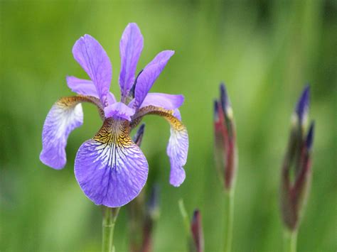 Iris Planting And Caring For This Flower