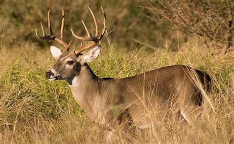 Illinois Late Winter And Special Cwd Deer Hunting Seasons Counties Announced