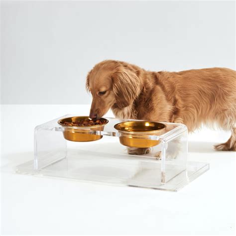 Hiddin Gold Bowl Clear Elevated Feeder And Reviews Wayfair