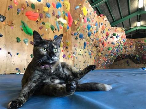Meet Lalah The Rock Climbing Gym Cat In Okinawa Japan Lipstick Alley