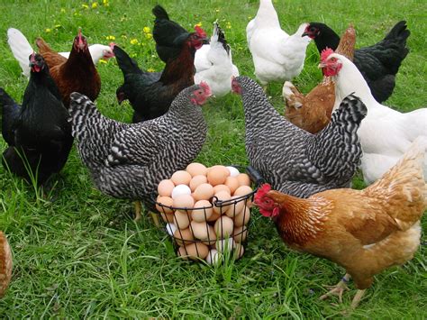 Poultry Agriculture And Markets