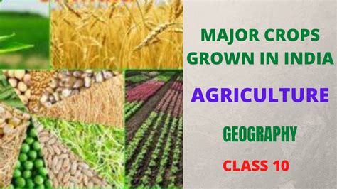 Major Crops Grown In India Class 10 Agriculture Geography