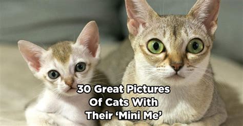 30 Great Pictures Of Cats With Their Mini Me We Love Cats And Kittens