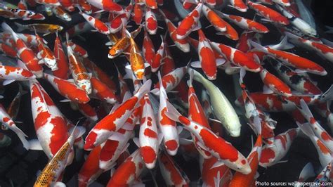 Interesting Facts About Koi Fish Just Fun Facts