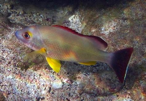 Hawaiian Reef Fish Toau Kesilimmo