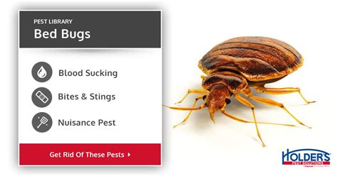 Bed Bugs Types Facts And How To Identify Bed Bug Treatment