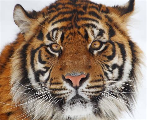 37953 Tiger Head Stock Photos Free And Royalty Free Stock Photos From