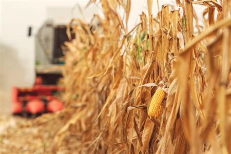 Corn harvest continues to lag as December dawns | 2019-11-26 | Baking ...