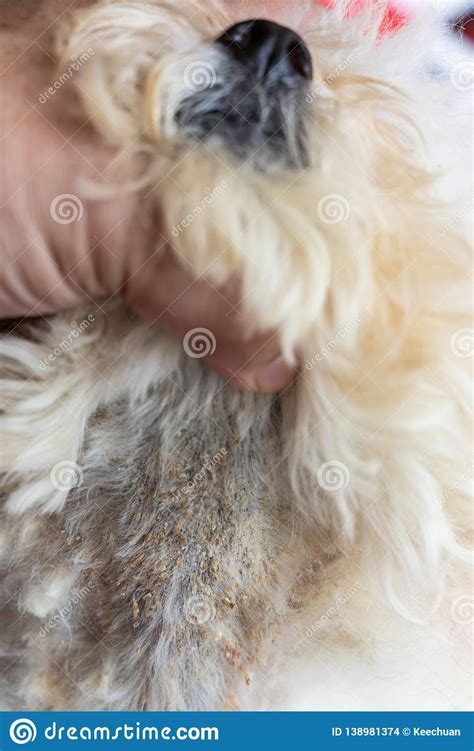 Vet Examining Dog Body Skin With Bad Yeast Fungal Infection Stock Photo