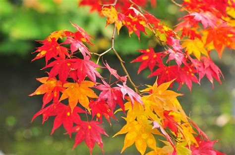 Wallpaper Leaves Flowers Red Branch Autumn Flower Season Flora Branches Botany Land