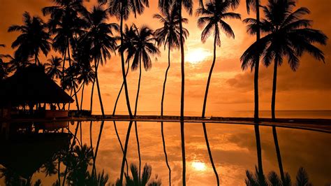 23 Palm Tree Sunset Wallpapers Wallpaperboat