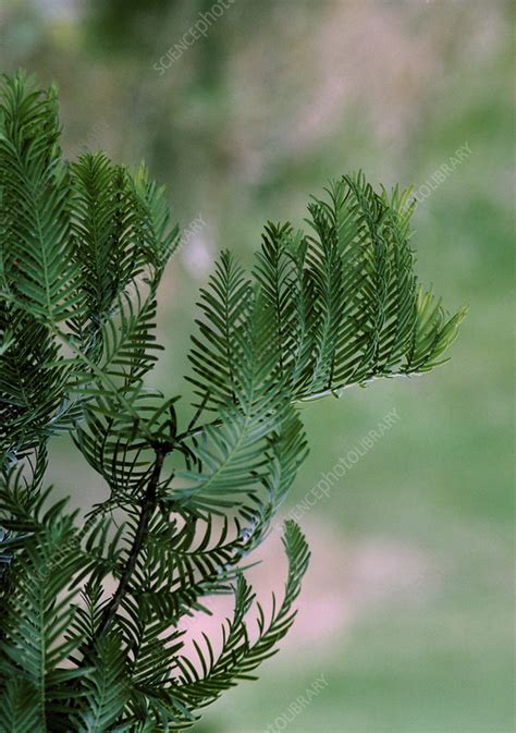 Leaves Of Dawn Redwood Stock Image B5000389 Science Photo Library