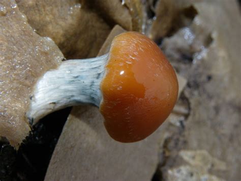 Magic Mushrooms Perth Western Australia Mushroom