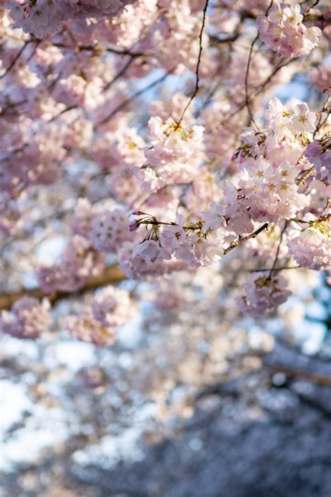 The 2021 Guide To Washington Dc Cherry Blossom Peak Bloom